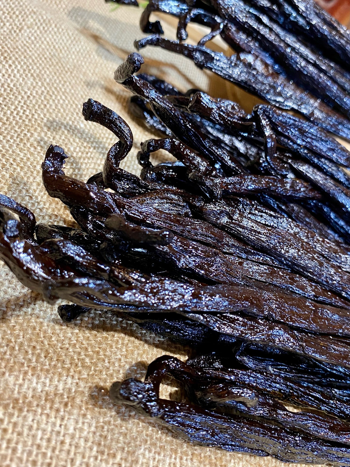 Vanille Pompona de Madagascar XXL – Origine, utilisation, recettes