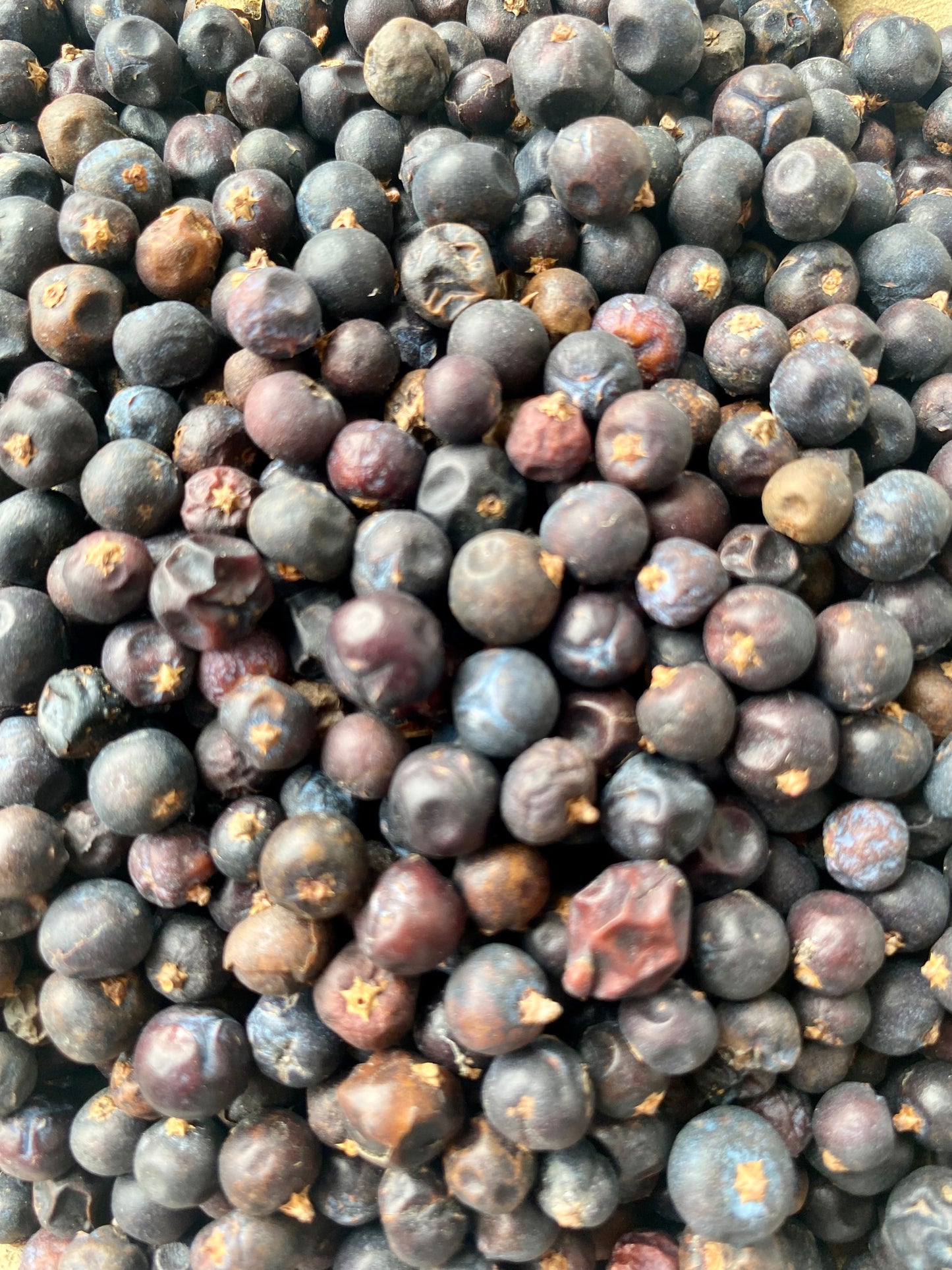 Gros plan sur des baies de genièvre séchées de qualité