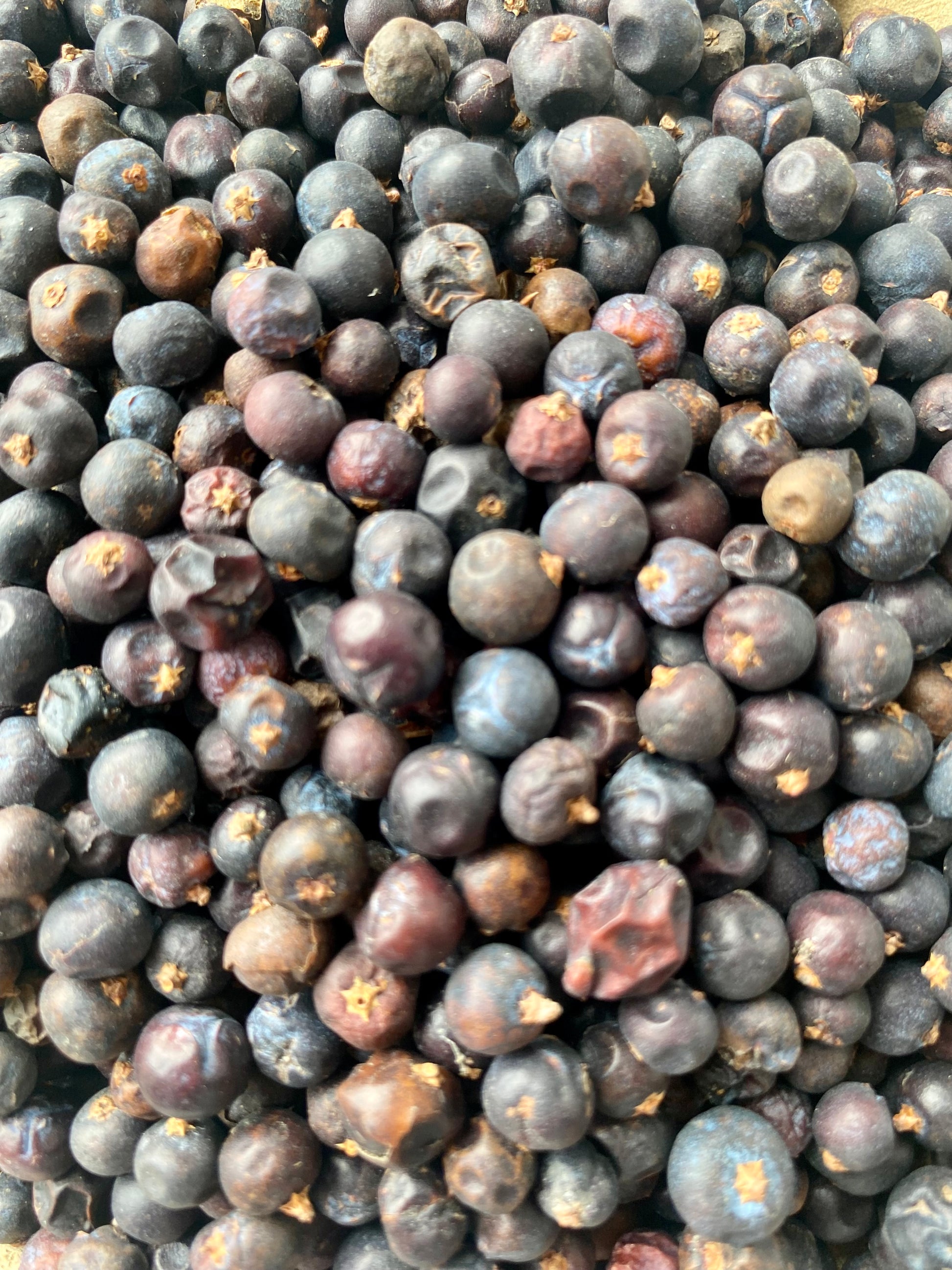 Gros plan sur des baies de genièvre séchées de qualité