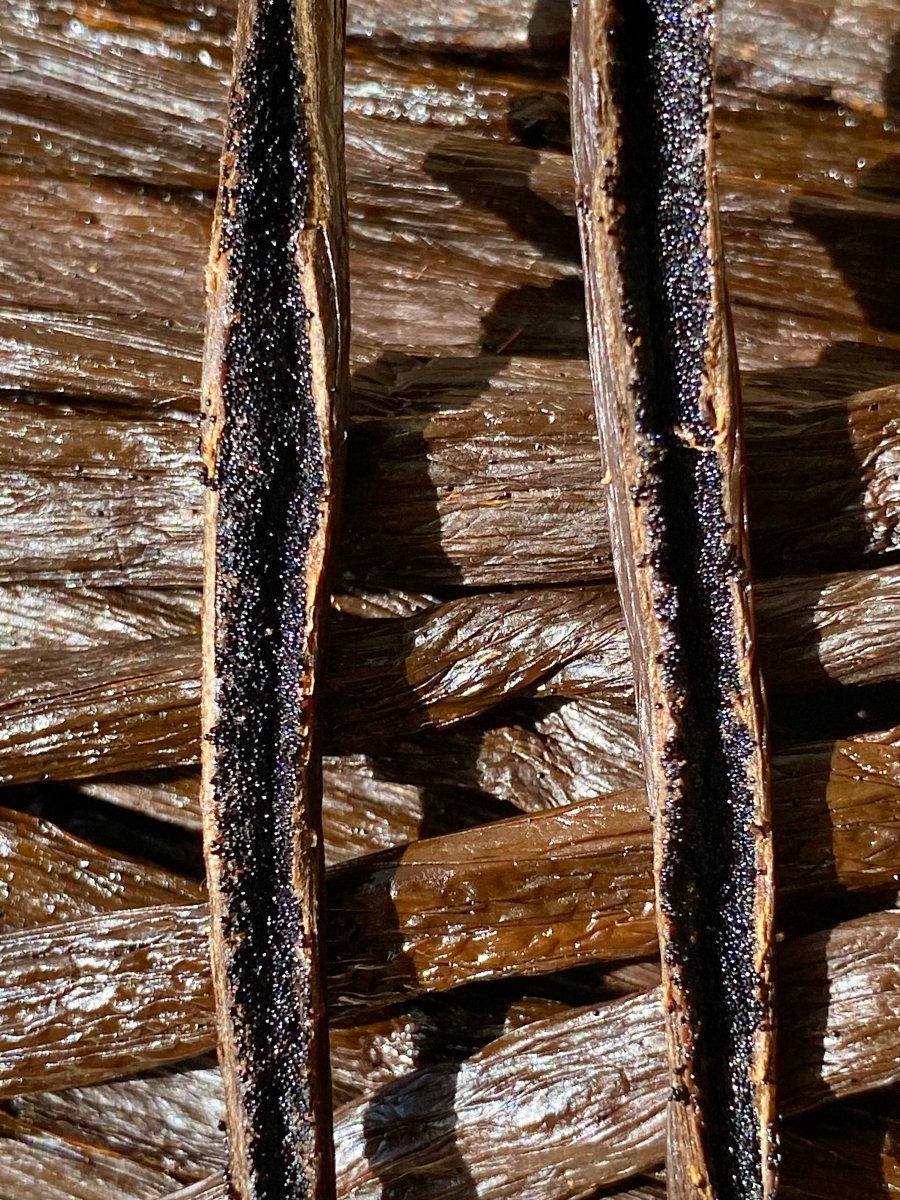 Détail des graines de vanille Ouganda montrant la texture riche et l’intensité aromatique