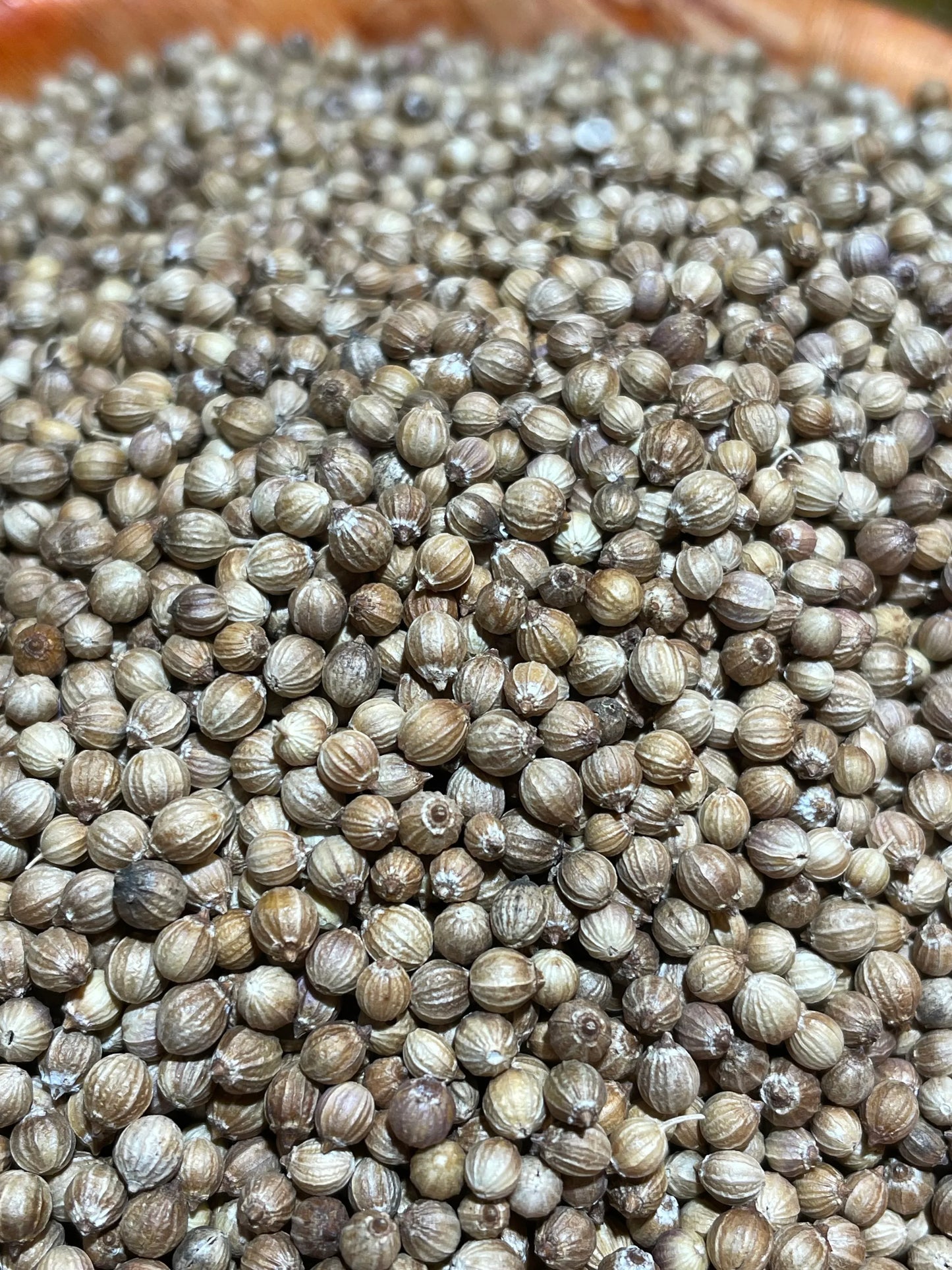 Graines de coriandre pour la cuisine