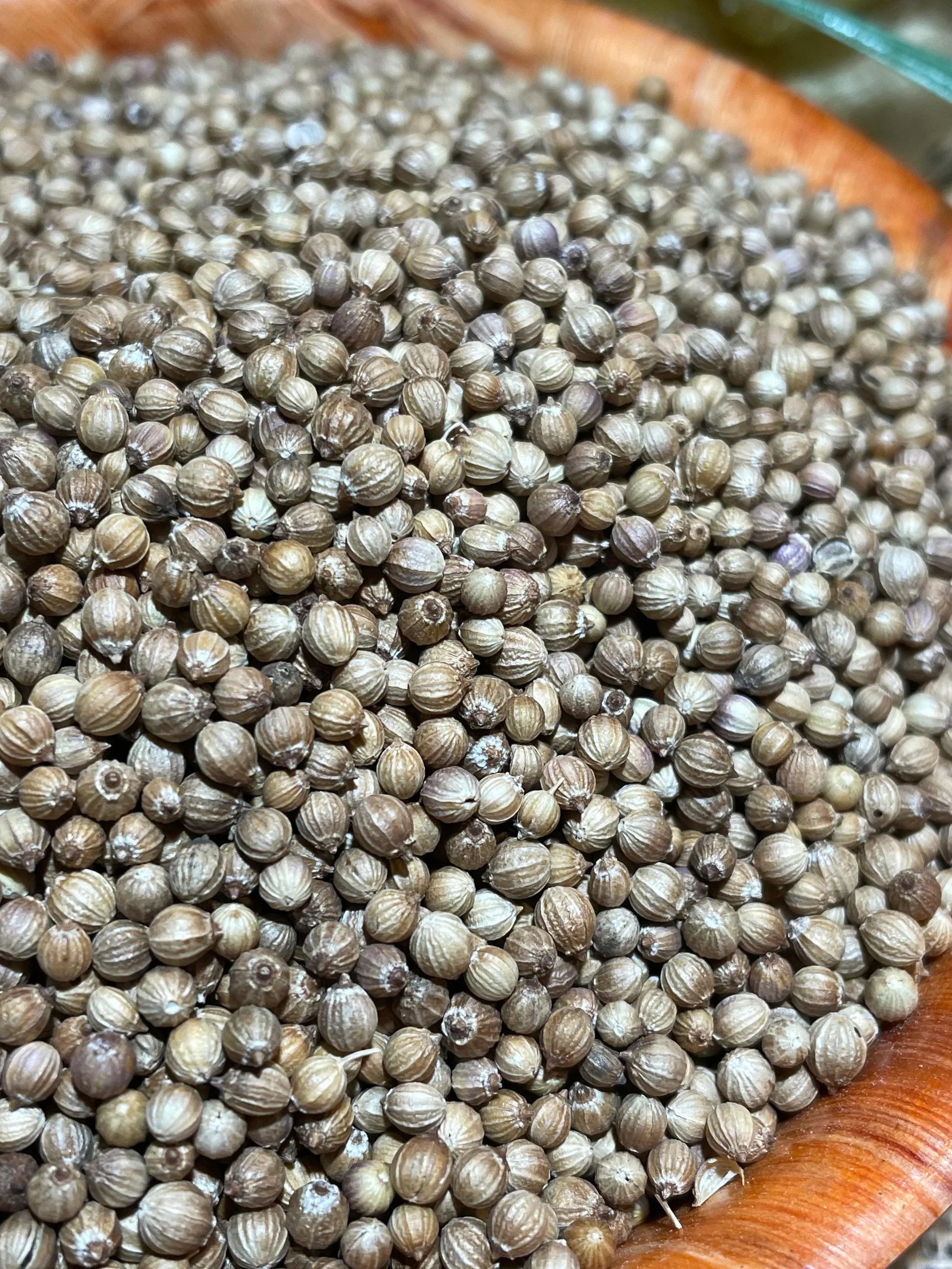 Graines de coriandre en vrac, épice polyvalente aux arômes d'agrumes et de fleur d'oranger