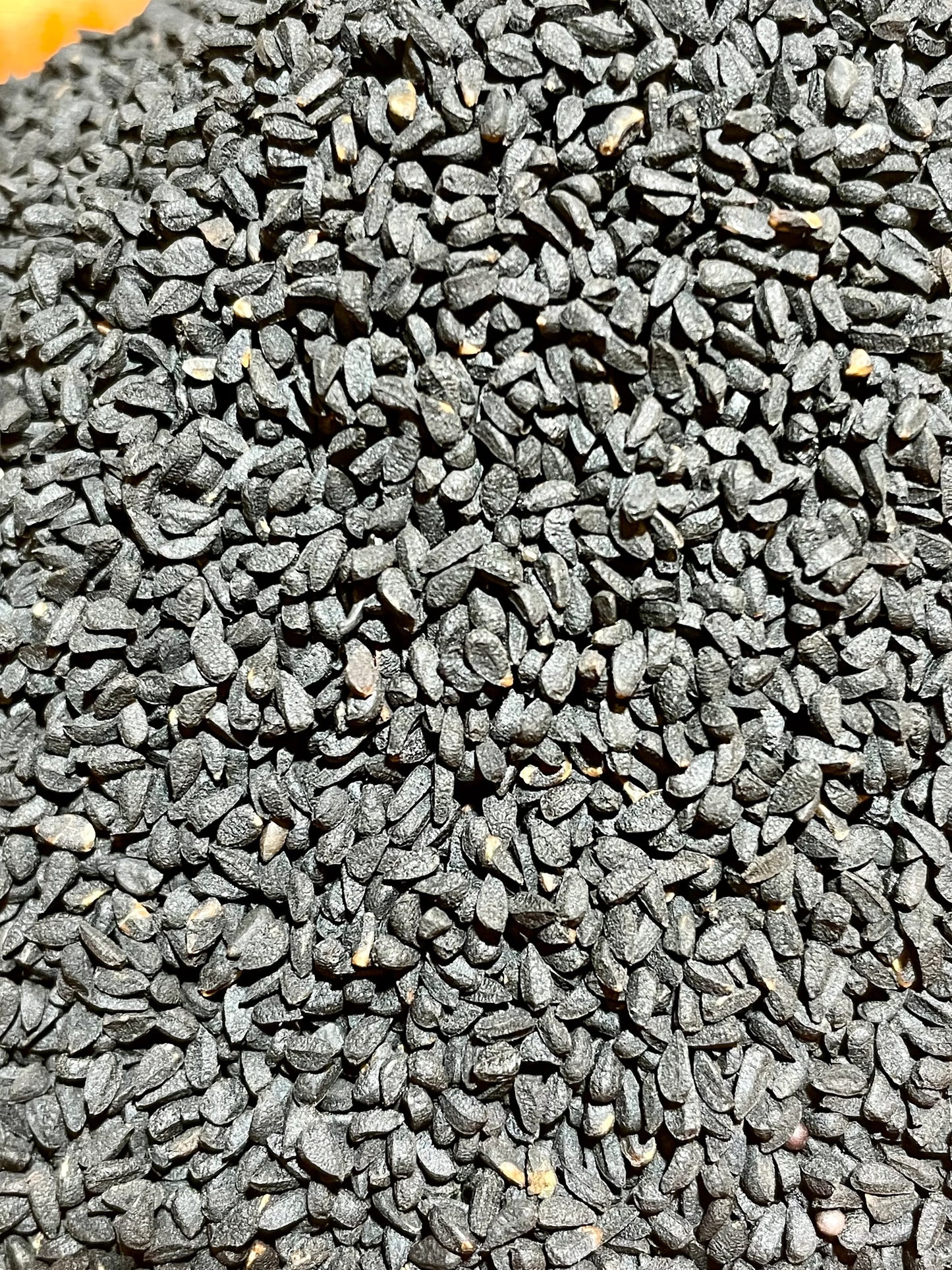 Graines de nigelle origine bienfaits 