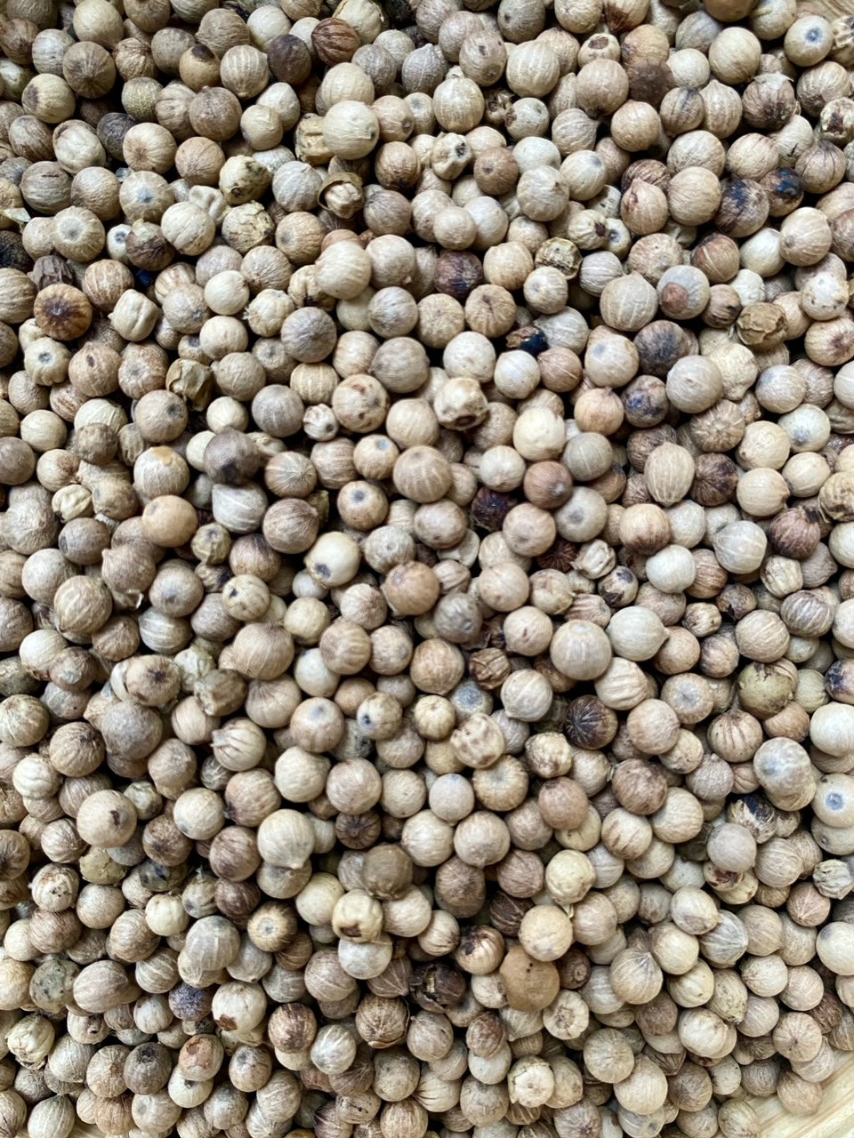 Poivre blanc de Malabar en grains pour moulin pour assaisonner plats délicats