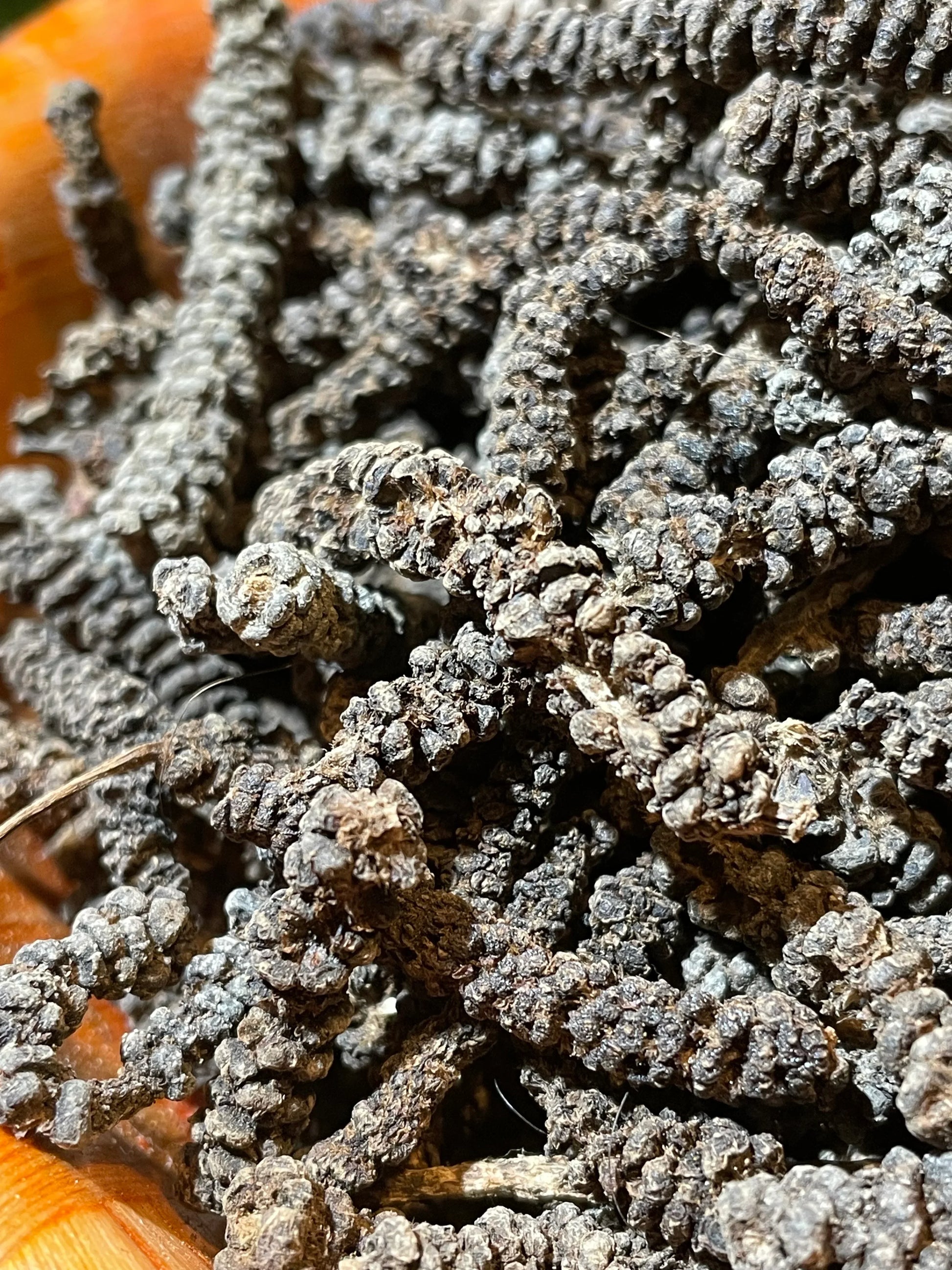 Poivre Timiz au moulin pour cuisine, épice rare aux arômes fruitées et fumés