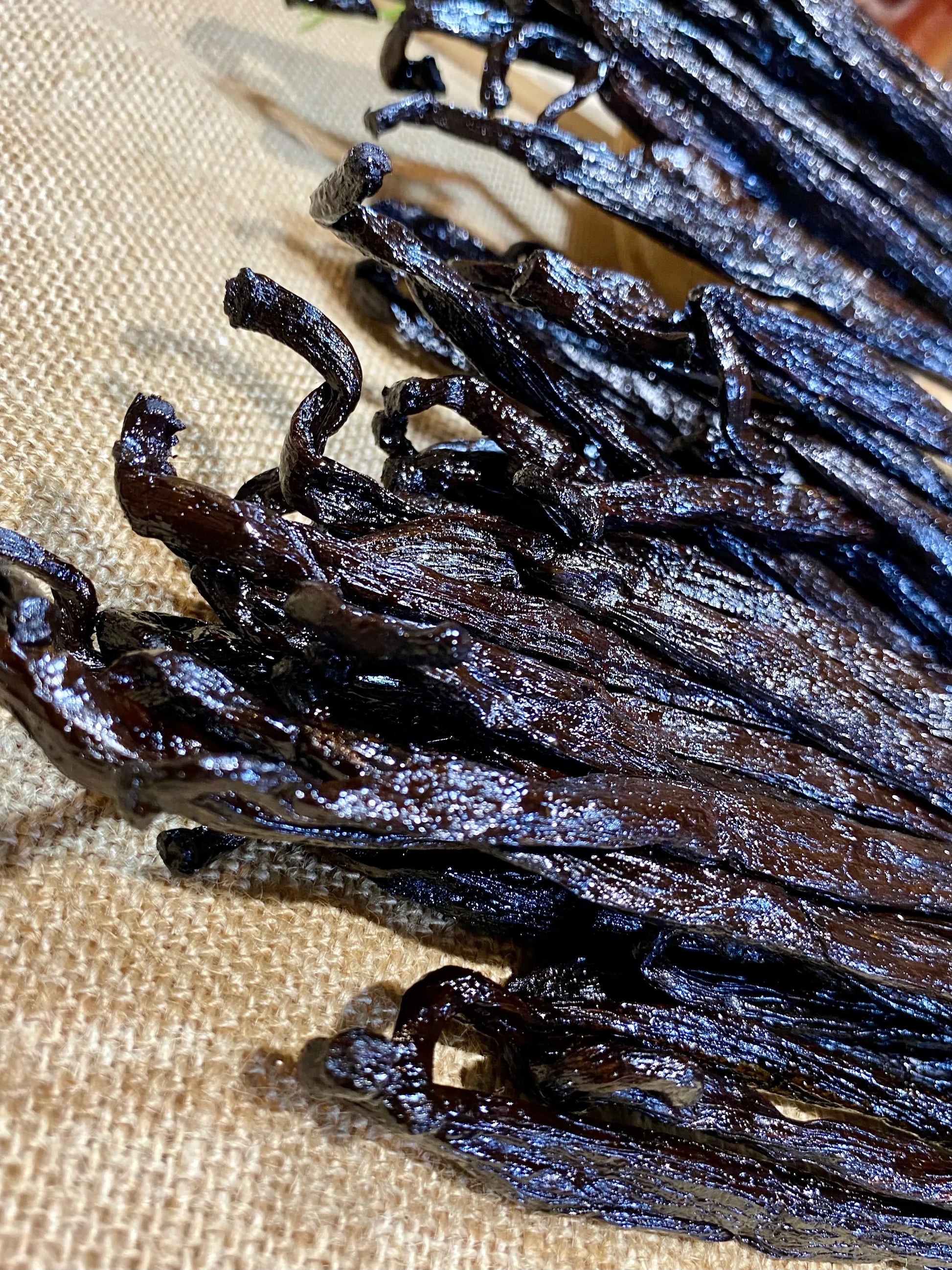 Vanille Pompona de Madagascar XXL – Origine, utilisation, recettes